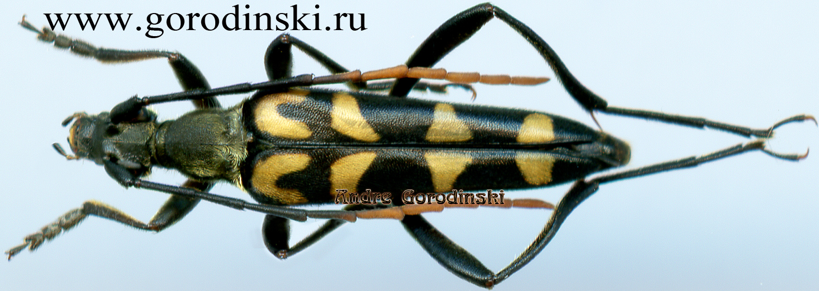 http://www.gorodinski.ru/cerambyx/Leptura annularis.jpg
